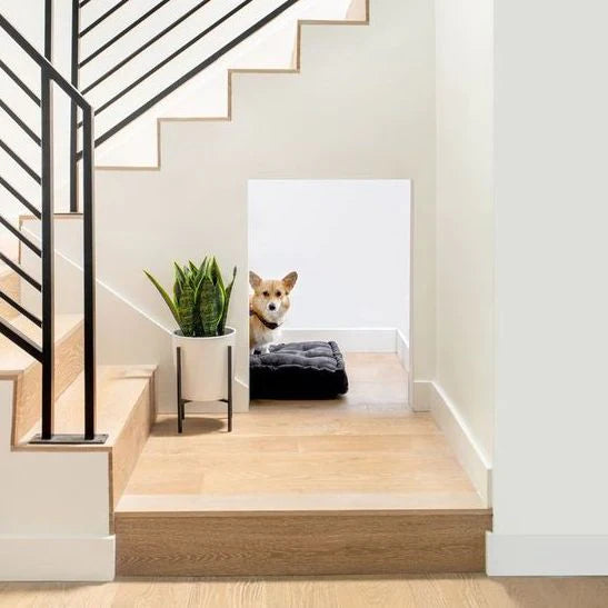 7 interior design ideas for pet owners