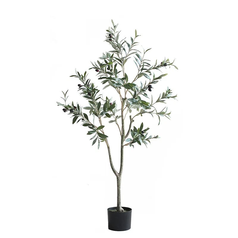 SJ Olive Plant