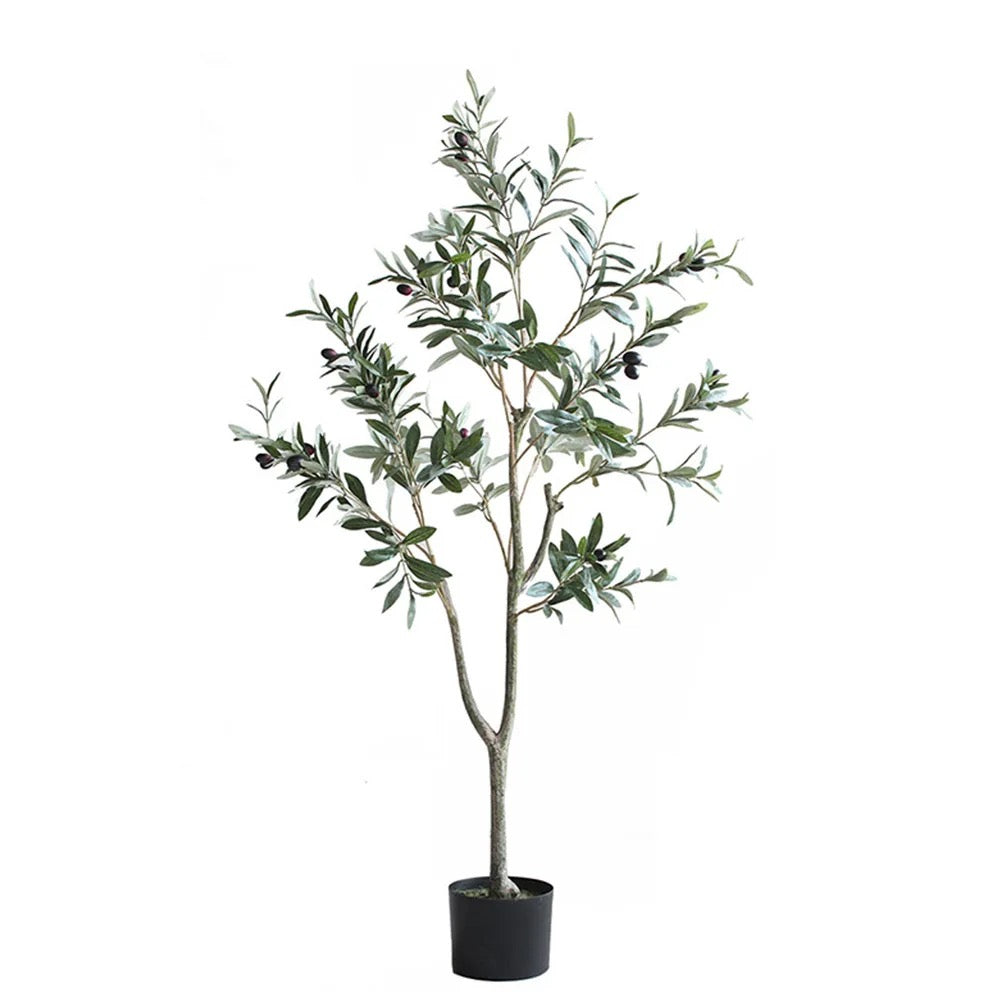 SJ Olive Plant