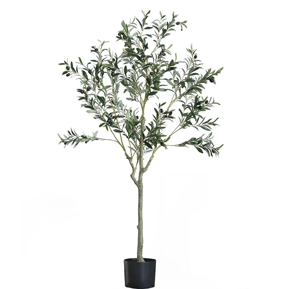 SJ Olive Plant